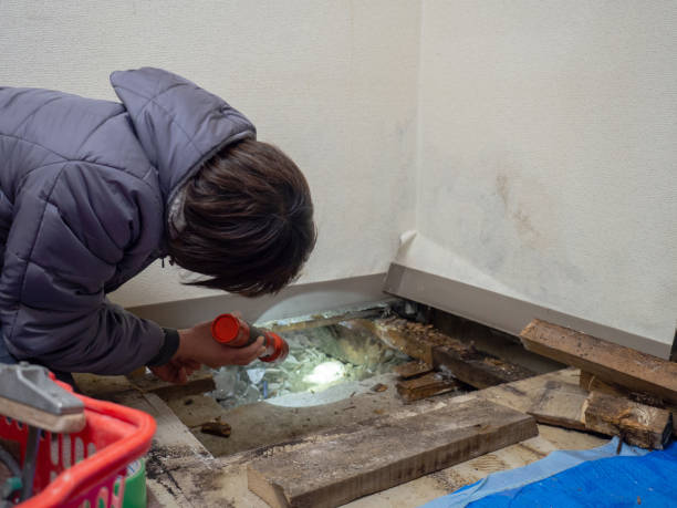 Best Basement Mold Removal  in Peekskill, NY