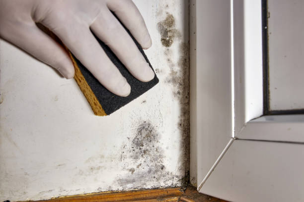 Mold Documentation for Insurance Claims in Peekskill, NY